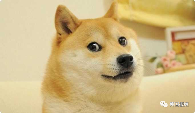 狗狗币今日最新价格_狗狗币钱包app下载_狗狗币