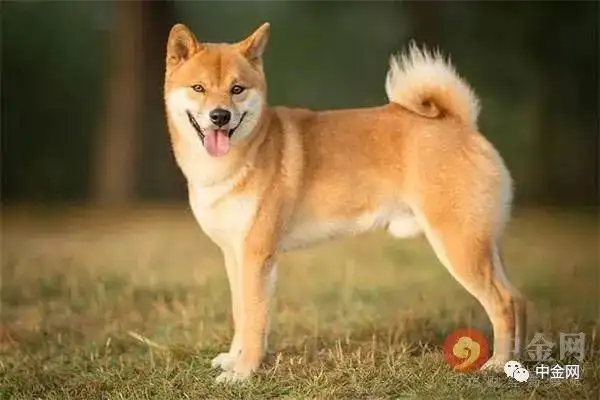 狗狗币的流通数量_狗狗币的有趣事实_狗狗币是谁发明的